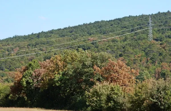 Tudi na Sopadi je med zelenimi krošnjami vse več rjavih. 
Takšna slika je sicer običajna za pozno jesen, ne za poletje. 