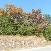 Sredi avgusta bi morali biti hrasti na Selivcu še zeleni, pa so 
njihovi listi že povsem rjavi.