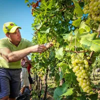 Prizor z lanske trgatve v enem izmed vinogradov v Brdih