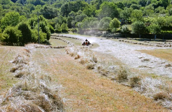  Zaradi suše je bilo letos ponekod kar 75 odstotkov škode na 
travinju, povprečno je bila košnja za polovico skromnejša od 
povprečne. Seno je zato zelo iskano. 