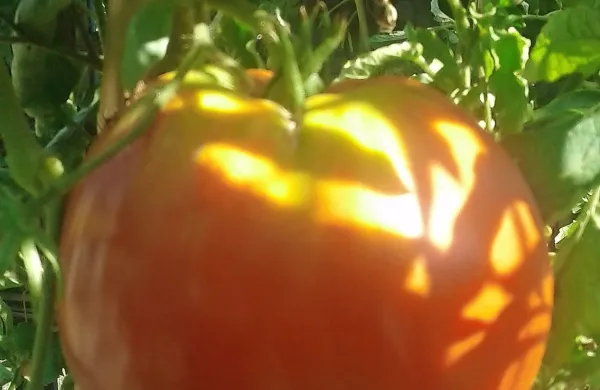 Lepotec med paradižniki