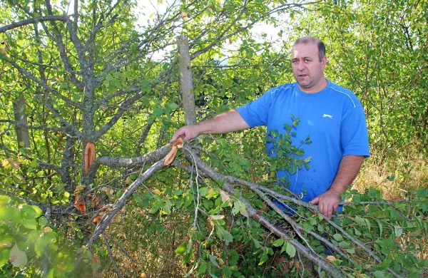 Matjaž Miše ob enem od uničenih dreves češplje