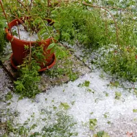 Rastline so v nekaj minutah dobile leden oklep  toče.