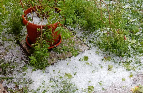 Tako gosta je bila v soboto dopoldne toča v Plešivici na 
Krasu. 