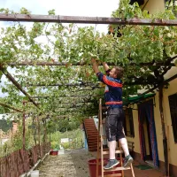 Včeraj so v Štorjah, Plešivici in drugih prizadetih vaseh 
nekateri začeli predčasno trgati od toče prizadeto grozdje.