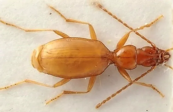 Hitlerjev brezokec, ki živi v slovenskih jamah, na tako 
imenovanih “borzah insektov” doseže vrednost več sto 
evrov.