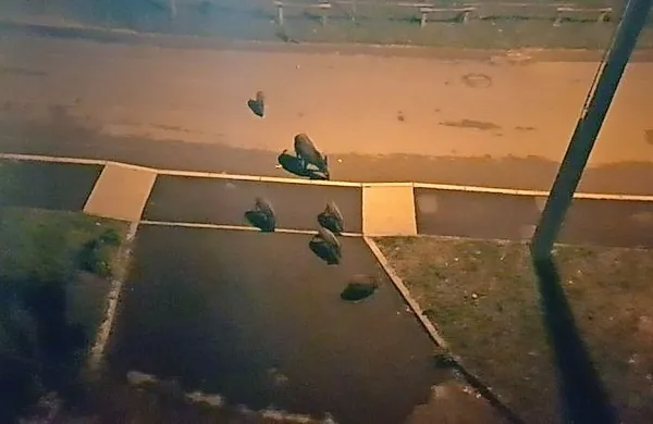 V bližini parka Piuma v Gorici se je ponoči sprehajala cela 
družina divjih prašičev.