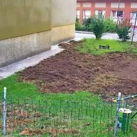 Tako pa je videti razdejanje, ki so ga divji prašiči pustili med 
enim izmed nočnih pohodov po Gorici.