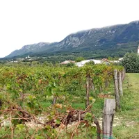 Družinska tragedija v Vrhpolju