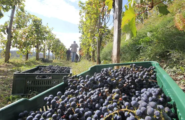 Vinogradniki, ki vozijo grozdje v predelovalni obrat manj kot 
40 kilometrov stran, ne potrebujejo spremnega dokumenta.