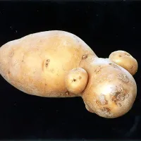 &ldquo;Pod zemljo je zraslo vse, samo ne krompir&rdquo;