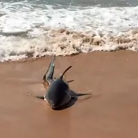 Beli morski pes priplaval na plažo