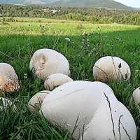 Naletela sta na gobe velikanke
