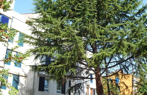 Pred 35 leti so drevesa v  Ulici IX. Korpusa  posadili preblizu 
blokom. Vprašanju, katere drevesne vrste so primerne za  
takšno območje, so  posvetili premalo pozornosti.   