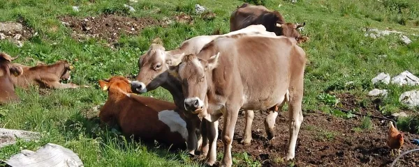 Letošnja paša na posoških planinah je bila dobra, suše ni bilo.