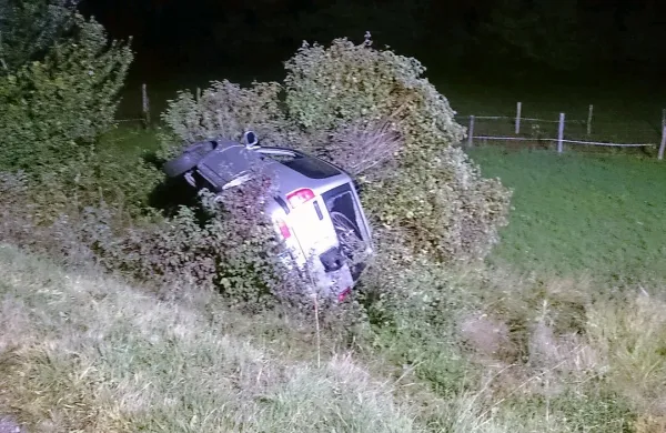 Tržaški Kraševec je pristal v grmu ob cesti pri Tomačevici.