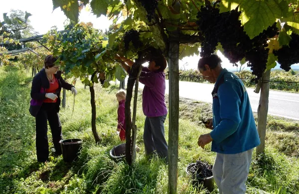 “Grozdje je letos zelo črno, verjetno od vsega trpljenja, ki ga 
je dalo skozi med letom” so se včeraj šalili trgači  v vinogradu 
Dušana Kjudra pri Dutovljah. 