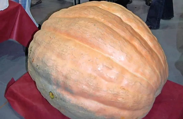 Takole je videti 233 kilogramov težka buča