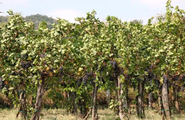 Marsikoga, ki bi obnavljal vinograde, je presenetil kratek čas 
za oddajo prijave. 