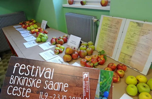 Spodbuda brkinskemu turizmu je festival Brkinske sadne ceste, ki povezuje 
nekaj tradicionalnih dogodkov, na katerih sodelujejo domači pridelovalci.