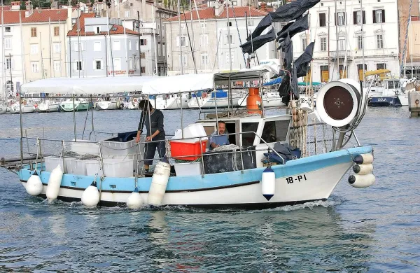 Piranska občina podpira ribiče s subvencioniranjem priveza 
za njihova plovila. 