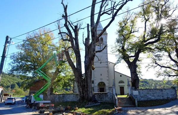 469 let stara lipa  v Brezovici se je posušila in v soboto so jo 
požagali.