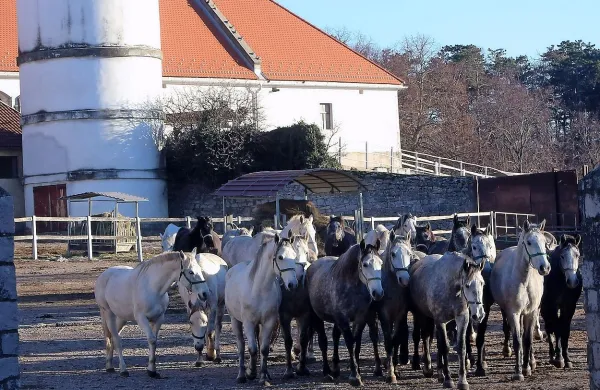 Vlada je Kobilarni Lipica namenila 420.000 evrov.