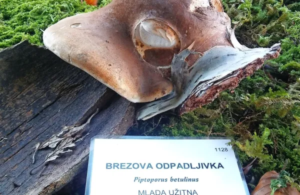 Kar 206 gliv na ogled
