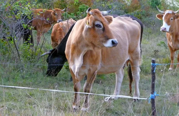 Na razpis lahko kandidirajo kmetije, ki imajo med tremi in 
šestimi hektarji polj ali šest do 12 hektarjev travinja ter 
obenem vsaj tri in ne več kot 15 glav velike živine.