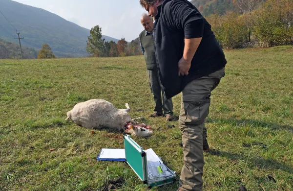 Volkovi pri Čepovanu pokončali več kot 30 ovc