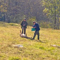 Volkovi pri Čepovanu pokončali več kot 30 ovc