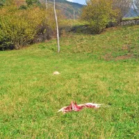 Volkovi pri Čepovanu pokončali več kot 30 ovc