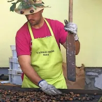 V Rodiku je danes kraljeval kostanj.