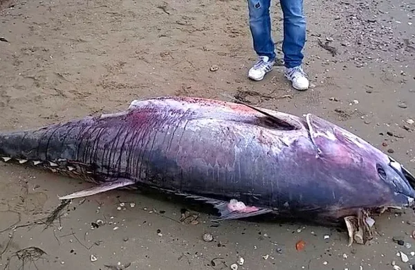 Tun, ki ga je naplavilo na plažo v Miljah.