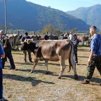 Krave in telice so prodajali po tisoč in več evrov.