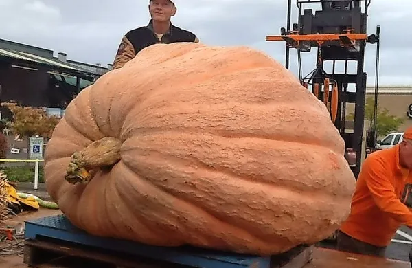 Buča tehta 1071,8 kilograma.