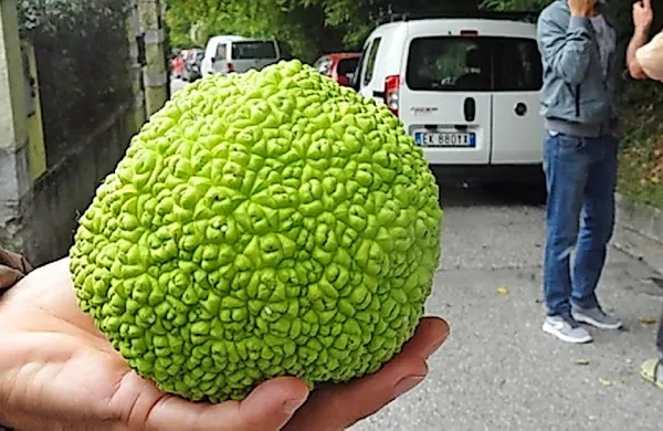 Primerek pomarančne “bombe” iz obrobja tržaškega mestnega jedra. Sadeži dosežejo tudi do kilograma teže.