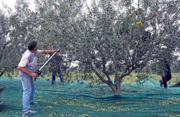 Leto&scaron;nja letina oljk skromnej&scaron;a, a kakovostna