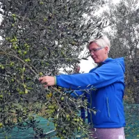 Leto&scaron;nja letina oljk skromnej&scaron;a, a kakovostna