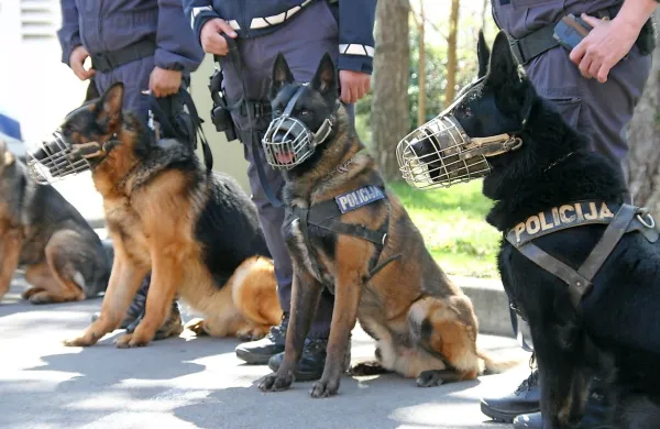 Policisti so v torek s službenimi psi iskali sledi za pobeglim 
voznikom, ki je pred tem zbežal policistom na italijanski strani 
meje, nato pa v Plavjah trčil v drevo. 