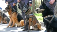 Policisti so v torek s službenimi psi iskali sledi za pobeglim 
voznikom, ki je pred tem zbežal policistom na italijanski strani 
meje, nato pa v Plavjah trčil v drevo. 