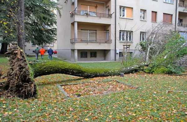 Domov skozi klet