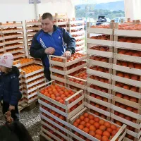 Da jih za kupce ne bi zmanjkalo, so se Strunjančani dobro 
pripravili.  