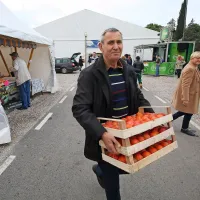Prodali so 50 do 70 ton kakijev