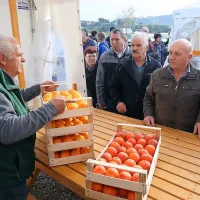 Prodali so 50 do 70 ton kakijev