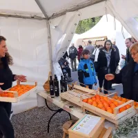 Prodali so 50 do 70 ton kakijev