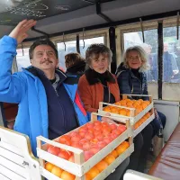 Prodali so 50 do 70 ton kakijev