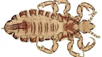 Naglavna uš