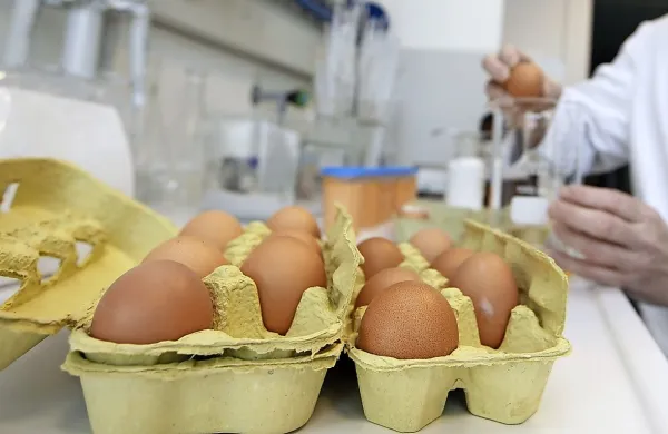 Analize vzorcev so pred kratkim potrdile prisotnost fipronila 
pri jajcih dveh slovenskih rejcev. 