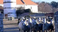 Nasprotujejo predlogu zakona o Lipici